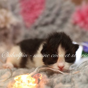 chaton Sibérien black bicolor Athènes Elevage Sibalpin