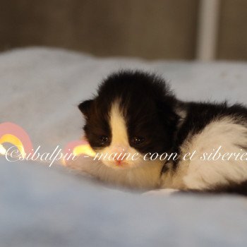 chaton Sibérien black bicolor Athènes Elevage Sibalpin chaton Sibérien black bicolor Athènes Elevage Sibalpin