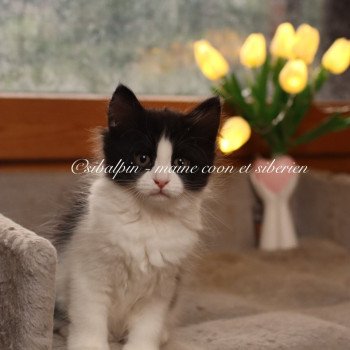 chaton Sibérien black bicolor Athènes Elevage Sibalpin