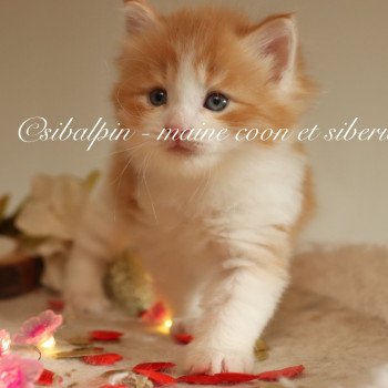 chaton Sibérien red tabby bicolor Auckland Elevage Sibalpin chaton Sibérien red tabby bicolor Auckland Elevage Sibalpin