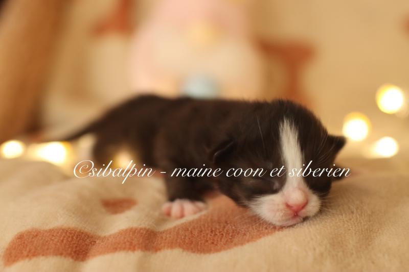 Bali Femelle Sibérien