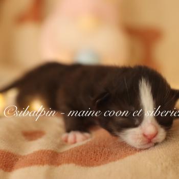 chaton Sibérien black bicolor Bali Elevage Sibalpin
