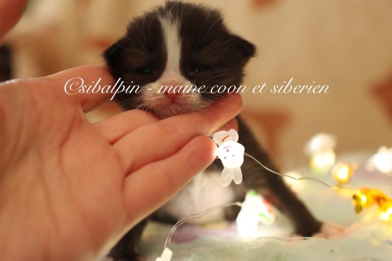 Bali Femelle Sibérien