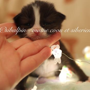 chaton Sibérien black bicolor Bali Elevage Sibalpin