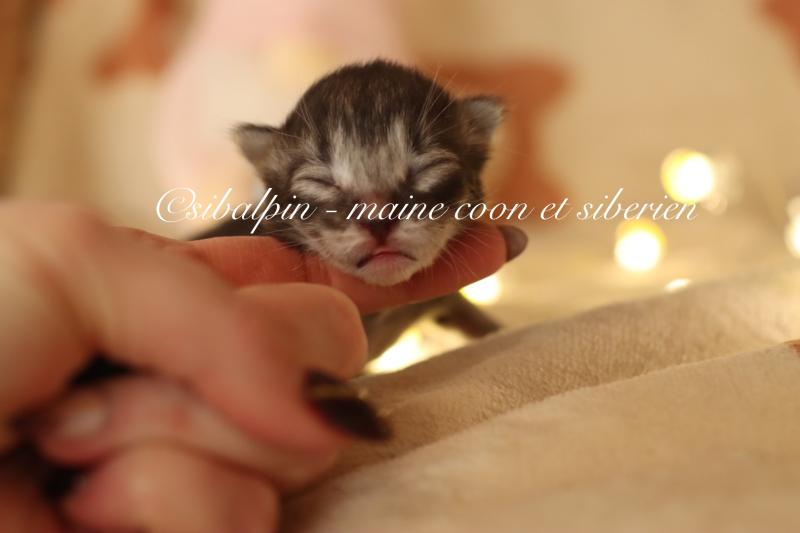 Balloo Mâle Sibérien