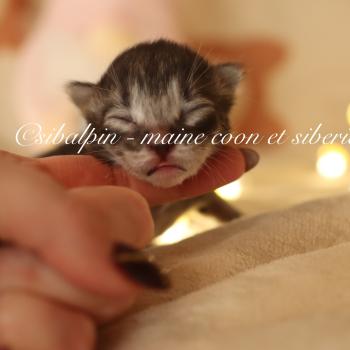 chaton Sibérien black silver mackerel tabby bicolor Balloo Elevage Sibalpin