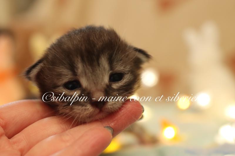 Balloo Mâle Sibérien