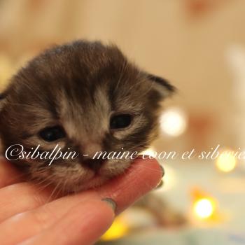 chaton Sibérien black silver mackerel tabby bicolor Balloo Elevage Sibalpin