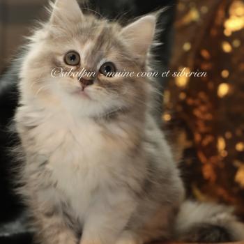 chaton Sibérien blue tortie tabby & blanc Buffalo Elevage Sibalpin