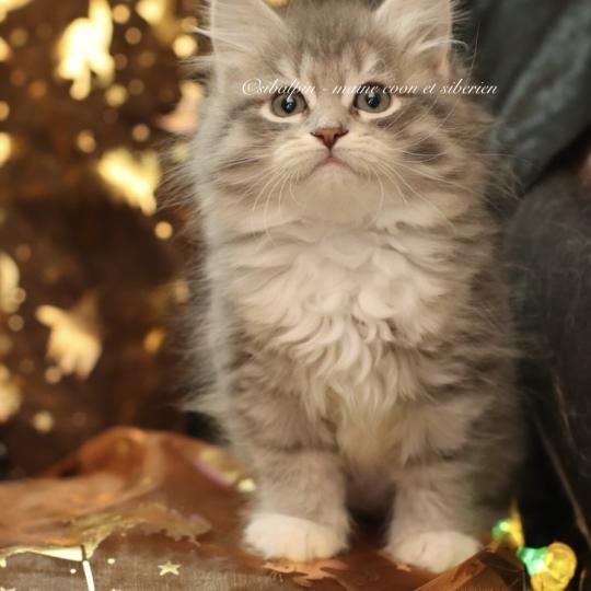 Buffalora renommée Bloom Femelle Sibérien