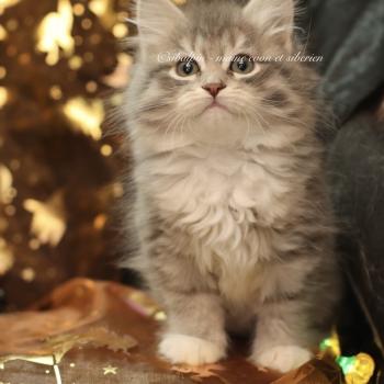 chaton Sibérien blue silver mackerel tabby & blanc Buffalora Elevage Sibalpin