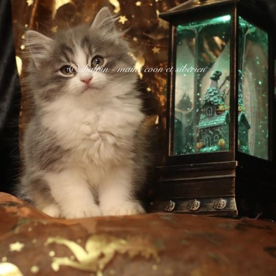 Burbank renommé Boop Mâle Sibérien