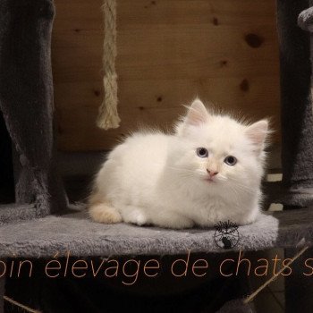 chaton Sibérien red point mitted Rio Elevage Sibalpin