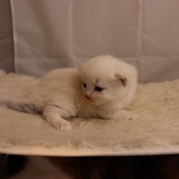 chaton Sibérien blue tortie point mitted Rosario Elevage Sibalpin