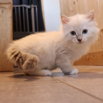 chaton Sibérien blue tortie point mitted Rosario Elevage Sibalpin