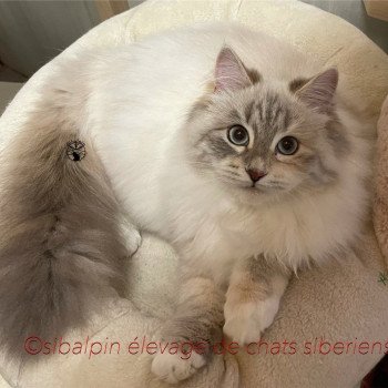 chat Sibérien blue tortie point mitted Rosario Elevage Sibalpin