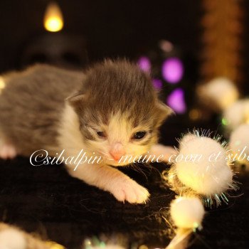 chaton Sibérien blue silver tabby & blanc Waco Elevage Sibalpin