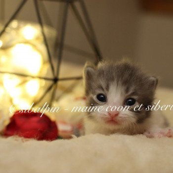 chaton Sibérien blue silver tabby & blanc Waco Elevage Sibalpin