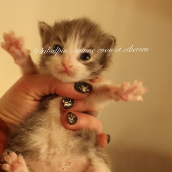 chaton Sibérien blue silver tabby & blanc Waco Elevage Sibalpin