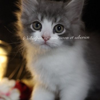 chaton Sibérien blue silver tabby & blanc Waco Elevage Sibalpin