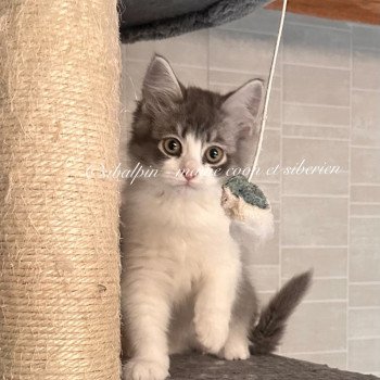 chaton Sibérien blue silver tabby & blanc Waco Elevage Sibalpin