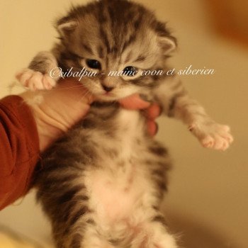 chaton Sibérien black silver tabby & blanc Waconia Elevage Sibalpin