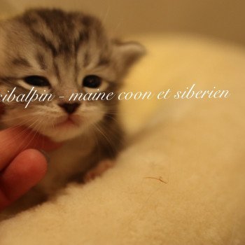 chaton Sibérien black silver tabby & blanc Waconia Elevage Sibalpin