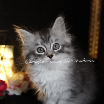 chaton Sibérien black silver tabby & blanc Waconia Elevage Sibalpin