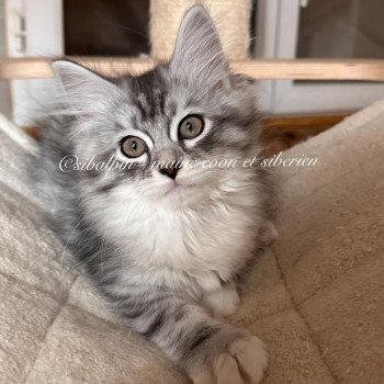 chaton Sibérien black silver tabby & blanc Waconia Elevage Sibalpin