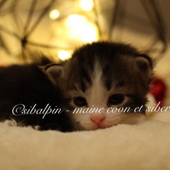 chaton Sibérien black silver tabby & blanc White Rock Elevage Sibalpin