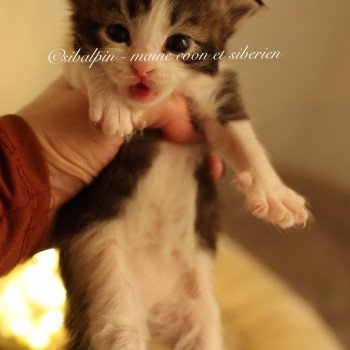 chaton Sibérien black silver tabby & blanc White Rock Elevage Sibalpin