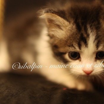 chaton Sibérien black silver tabby & blanc White Rock Elevage Sibalpin