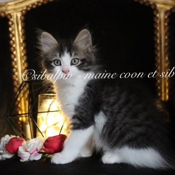 chaton Sibérien black silver tabby & blanc White Rock Elevage Sibalpin