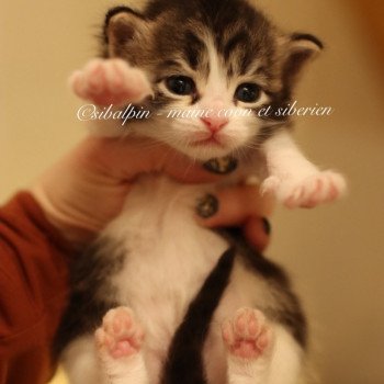 chaton Sibérien black silver tabby & blanc Wichita Elevage Sibalpin