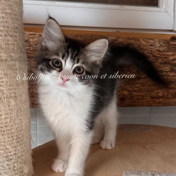 chaton Sibérien black silver tabby & blanc Wichita Elevage Sibalpin