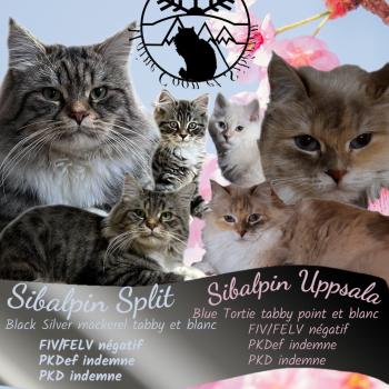 Photoroom_20260308_005740